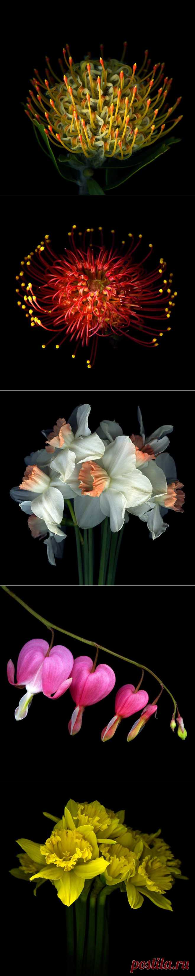 Красота на черном фоне..