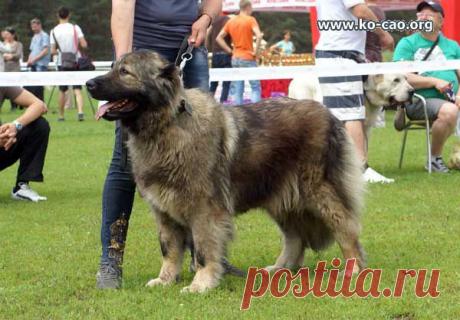 КАВКАЗСКАЯ ОВЧАРКА. ОТКРЫТЫЙ СУКИ. Кировоград - 2013