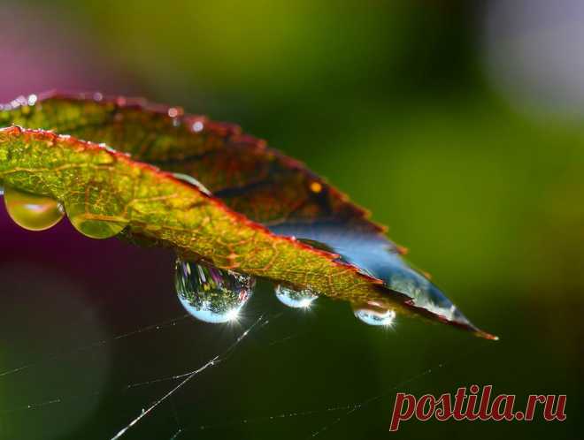 Фотография После дождичка в четверг.... (но летом) из раздела макро №5301064 - фото.сайт - Photosight.ru