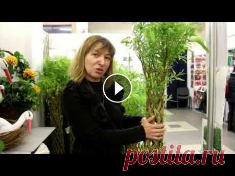 Живая плетёная ива в вашем саду Как вырастить живую плетёную иву, и как за ней ухаживать рассказывает мастер плетения из ивы Сахновская Оксана - участник выставки "САД. ЛАНДШАФТ...