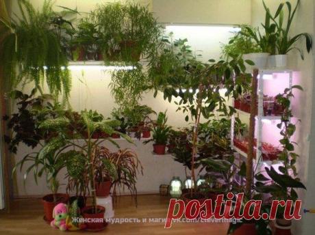 Травы-обереги