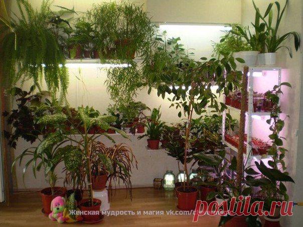 Травы-обереги