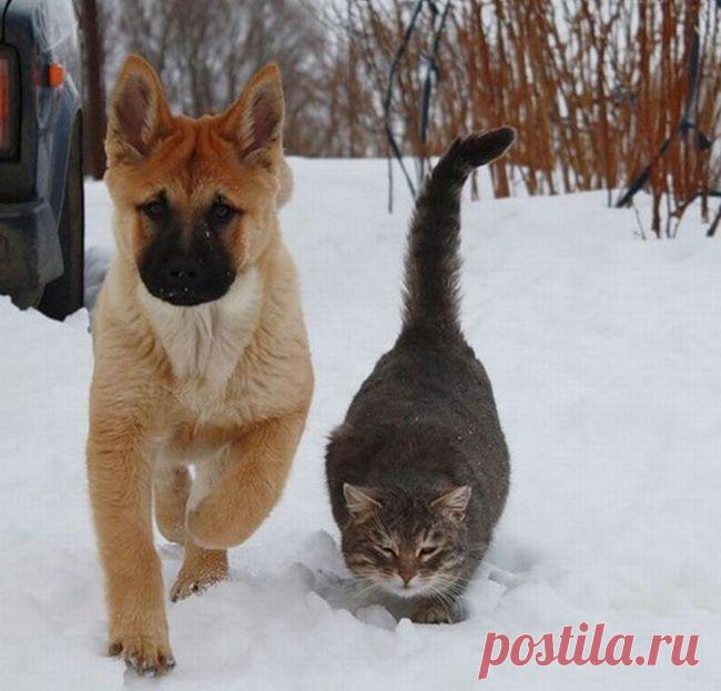 Трогательная дружба собак и котов