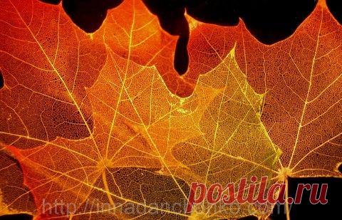 Блог сайта «Сундук сокровищ»