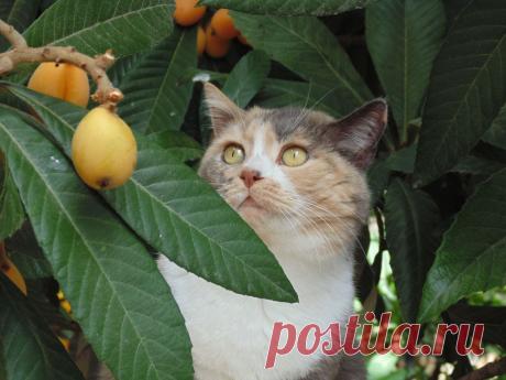 кошка Стася и муршмула