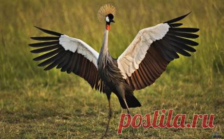 Венценосный журавль.