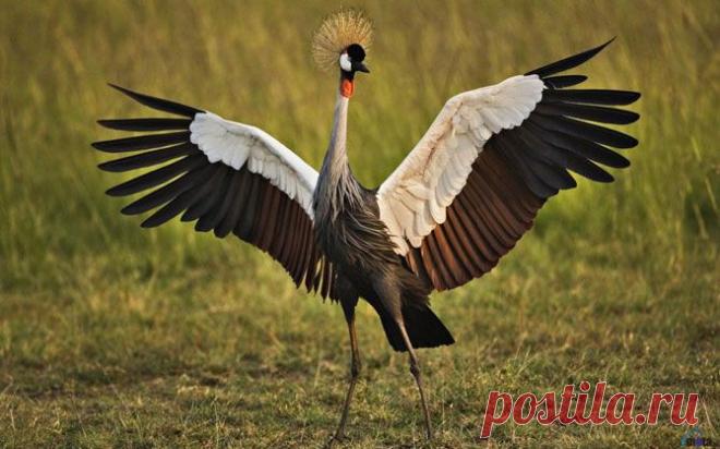Венценосный журавль.