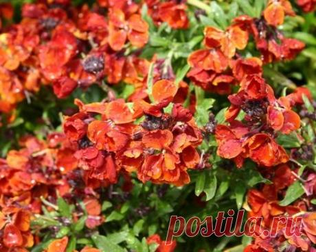 Нежный аромат лакфиоли