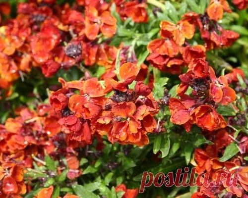 Нежный аромат лакфиоли