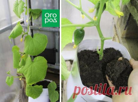 Как вырастить огурцы в бутылках – пошаговый мастер-класс с фото | Огурцы (Огород.ru)