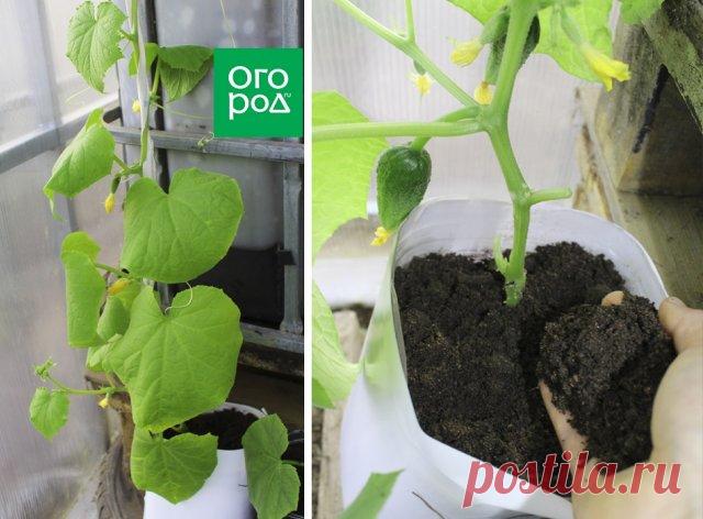 Как вырастить огурцы в бутылках – пошаговый мастер-класс с фото | Огурцы (Огород.ru)