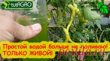 ТЕПЕРЬ ПОЛИВАЮ ТОЛЬКО ТАКОЙ ВОДОЙ! Труда столько же, а урожай гораздо больше и полезней! | Иван Русских | Дзен