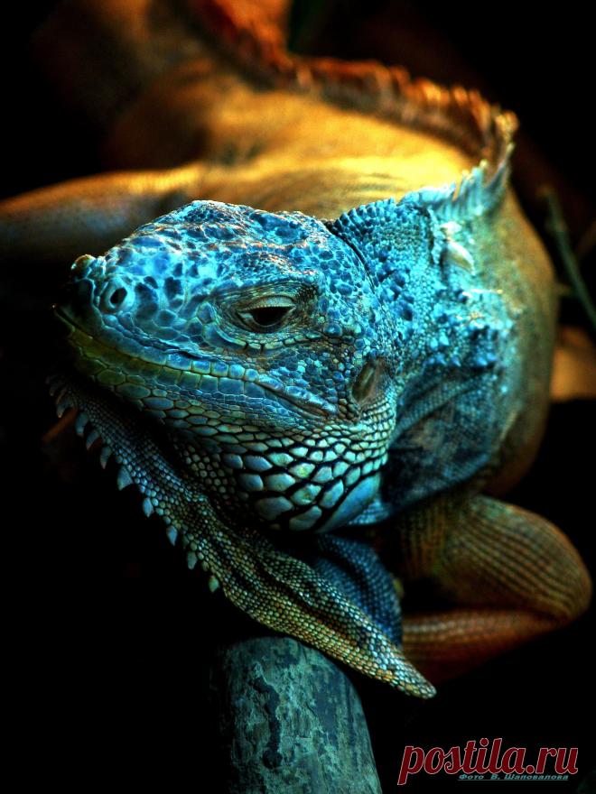 Игуана.Кроме естественного ареала обитания в южных широтах, неплохо адаптируется к жизни в домашних условиях.