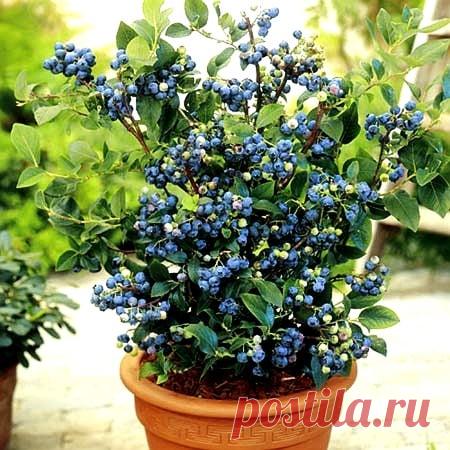 ЧЕРНИКА НА ПОДОКОННИКЕ-Агро Мир