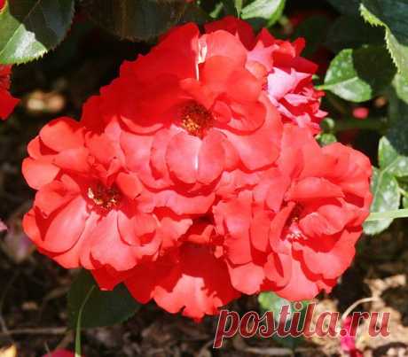 Цветы | Фотографии сергей ефременко | 9668 фото