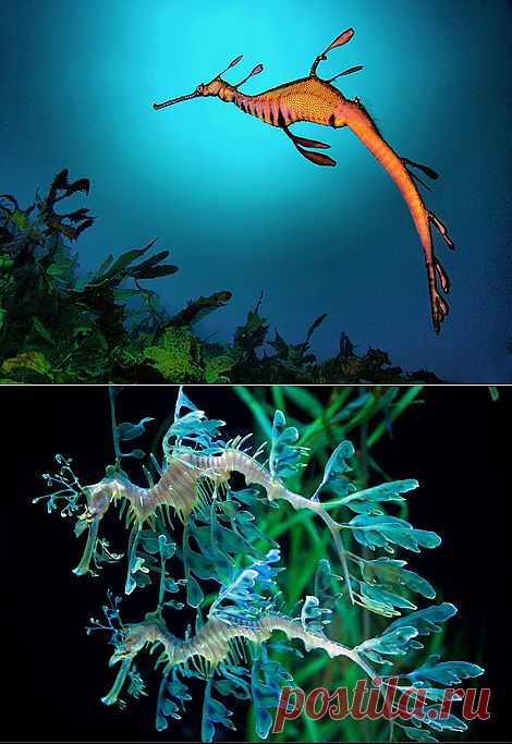 Лиственный морской дракон Тряпичник