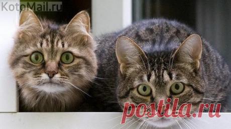 Зеленоглазый контроль