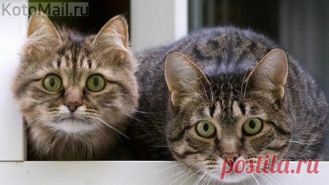 Зеленоглазый контроль