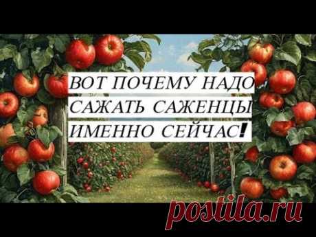 Не бойтесь сейчас сажать саженцы. Вот почему я решила посадить яблони именно осенью.