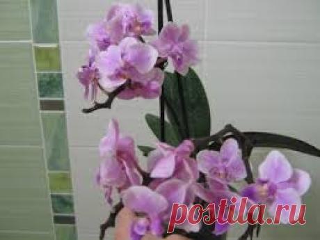 PHALAENOPSIS. ОРХИДЕЯ БЕЗ КОРНЕЙ. РЕАНИМАЦИЯ