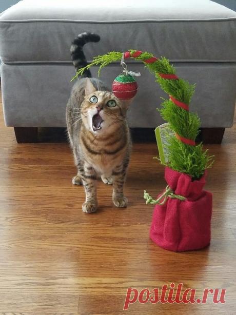 Смешные коты, заслуживающие Оскар за лучшую драматическую роль! | Ололо - смешные картинки и веселые истории