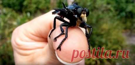 7 способов избавиться от мух – Новий День Несколько действенных способов избавить себя от присутствия мух. Берите на заметку! Эфирные масла и уксус Налейте в бутылку с распылителем