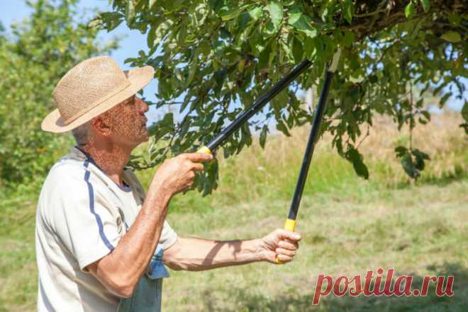 Считаю Обрезку одним из лучших способов увеличения урожая с плодовых Деревьев. Рассказываю, как вернуть им былую плодородность
Плодовые деревья в саду зачастую используют не по назначению. Разросшаяся крона служит дачникам укрытием от солнца, а мощные ветки используются как основание для подвесных качелей. Со временем дерево теряет свои плодовые качества и занимает слишком много места. В этом...
Читай дальше на сайте. Жми подробнее ➡
