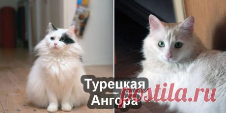 Описание ангорской породы кошек - 9 типов окраски с фото