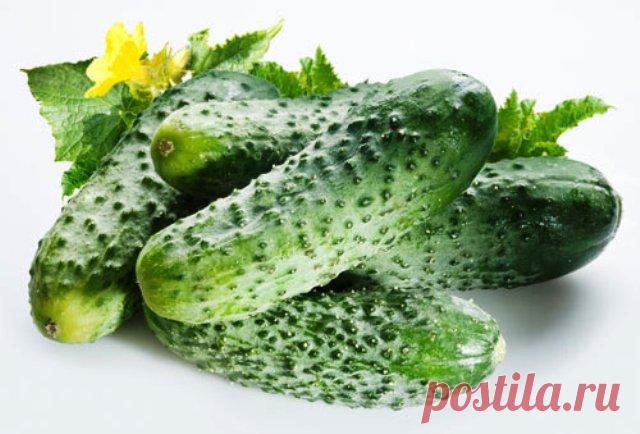 Рецепт от всех болезней огурцов