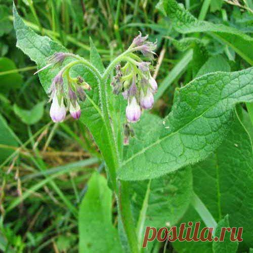 Трава от ушибов | Друг пенсионера
Как-то меня сотрудни­ца спросила: «Где твоя мать? Я ей шоколадку при­несла. Недавно свалилась я с лестницы, сильно ушиб­ла бедро, хромала не­сколько дней, пока твоя мать не узнала, в чем де­ло, и не принесла мне ли­стьев окопника.