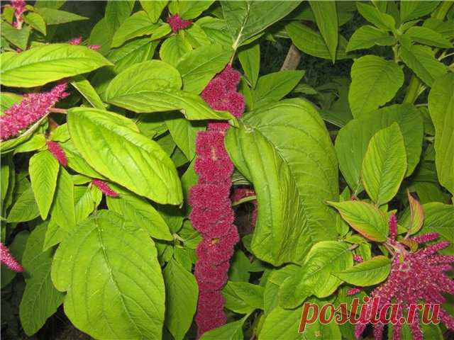 Трава долголетия и здоровья. Из невыдаманных историй