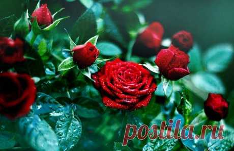 Кустовые розы на даче: особенности ухода