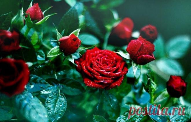 Кустовые розы на даче: особенности ухода