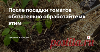 После посадки томатов обязательно обработайте их этим Универсальное средство защиты от любых паразитов, которое стоит копейки