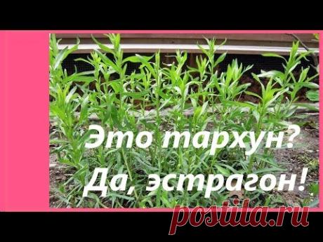 Тархун трава - эстрагон у меня в саду. Как вырастить эстрагон из семян? Рецепт лимонада  из тархуна