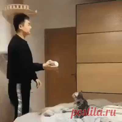 Васька, апорт!