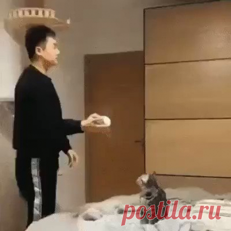 Васька, апорт!