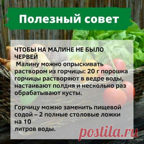 Чтоб на малине не было червей