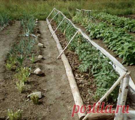 ТОМАТЫ БЕЗ РАССАДЫ
При дефиците времени весной иногда можно отказаться от рассадного периода. При этом отпадают хлопоты с подготовкой горшочков, пропариванием земли, ежедневным поливом рассады и регулировкой температуры в помещении. Посейте томаты прямо в грунт.
Семена
Нужно взять из одной партии, не меньше ста штук. Это должен быть один сорт, чтобы гряда была однородной по высоте и формировке кустов. Лучше использовать собственные семена, взятые из хороших плодов раннего сорта, типа Ракета, Ху