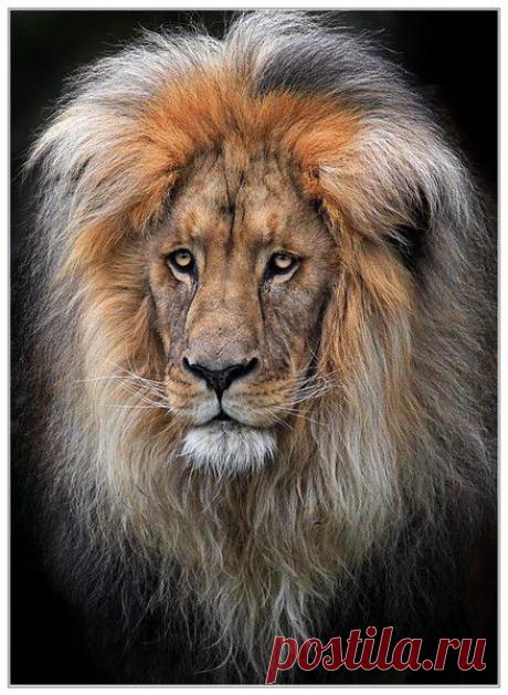 Фото Без названия. Альбом ЦАРЬ ЗВЕРЕЙ - 50 фото. Фотографии ⊰✿⊱ ОЛЬГА ⊰✿⊱.