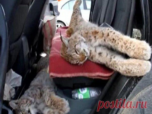 В Омской области убиты четыре краснокнижные рыси В Большереченском районе сотрудникам / Богатая добыча