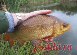 Где искать крупного карася