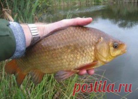 Где искать крупного карася
