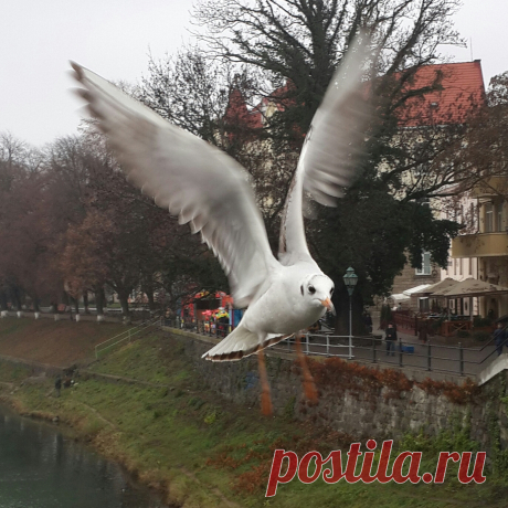 Чайки в Ужгороде