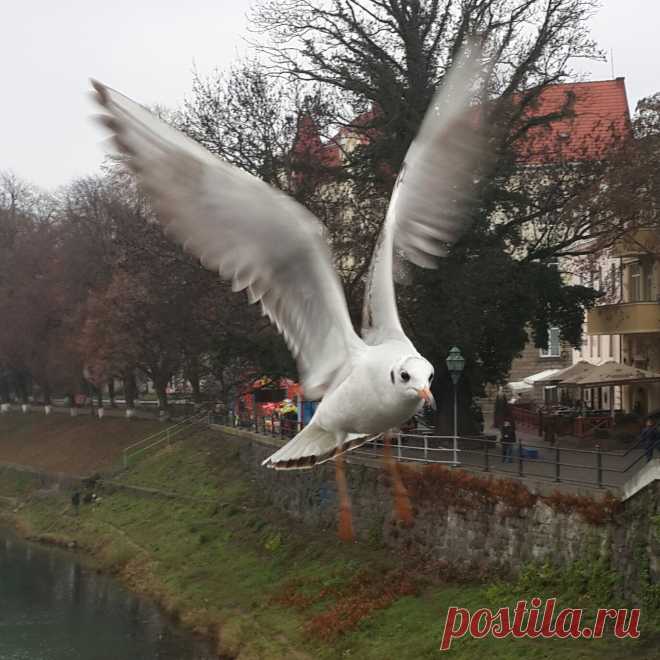 Чайки в Ужгороде