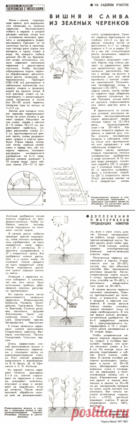 Вишня и слива из зеленых черенков