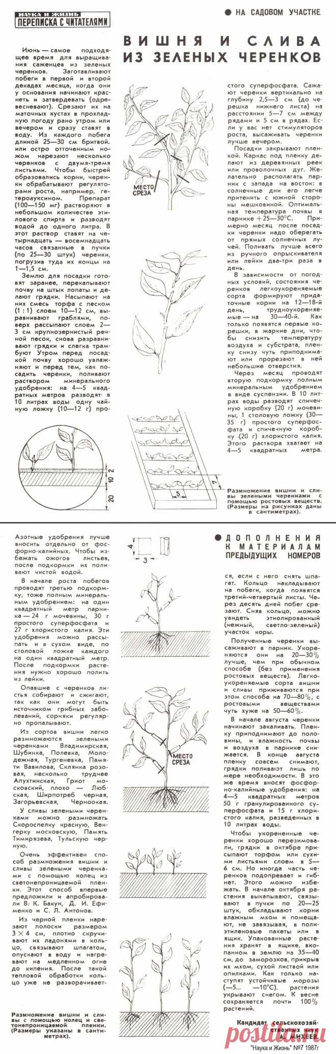 Вишня и слива из зеленых черенков