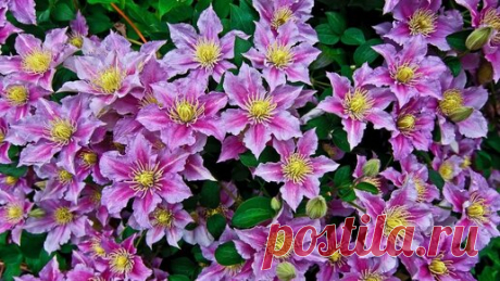 самый простой способ размножения клематисов. | Татьяна Майорова | Дзен