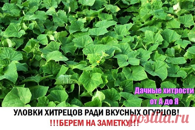 (76) Одноклассники