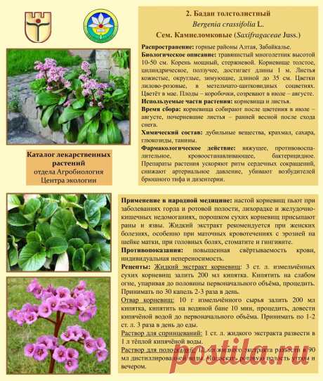 Бадан толстолистный